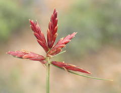 Cyperus rupestris rupestris