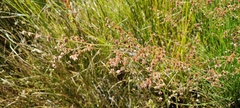 Juncus rugulosus