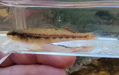 Etheostoma pyrrhogaster