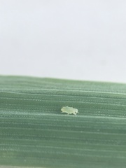 Rhopalosiphina