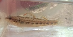 Etheostoma pyrrhogaster
