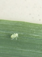 Rhopalosiphina