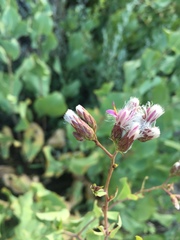 Acourtia platyphylla