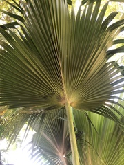 Pritchardia