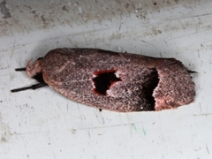 Acanthodela erythrosema