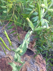 Brickellia wislizeni