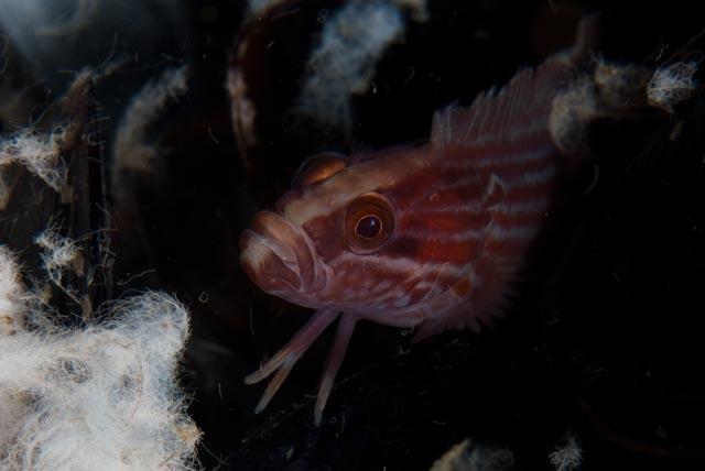 Striped Klipfish