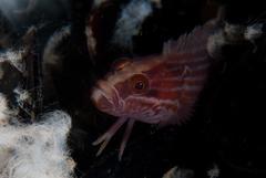 Striped Klipfish photo 1