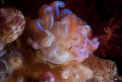 Phyllodesmium horridum