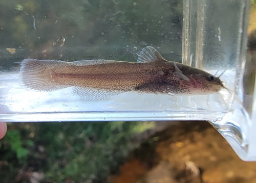 Brown madtom (Noturus phaeus) — Ictaluridae — 4
