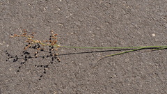 Juncus rugulosus