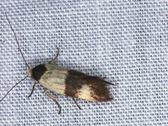 Antipterna euanthes