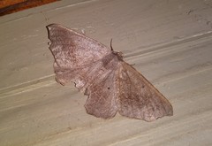 Prochoerodes forficaria