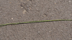 Juncus rugulosus
