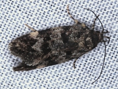 Barea subviridella