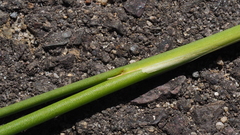 Juncus rugulosus
