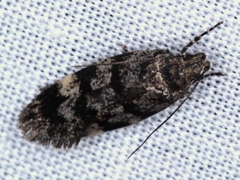 Barea subviridella