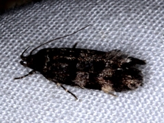 Barea subviridella
