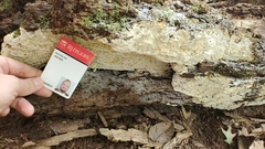 Phanerodontia chrysosporium