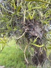 Phryganoporus candidus