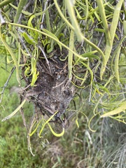 Phryganoporus candidus