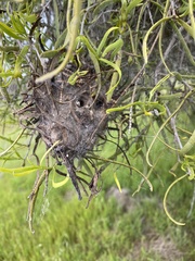 Phryganoporus candidus