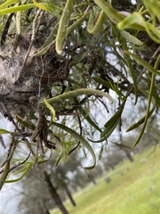 Phryganoporus candidus