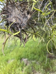 Phryganoporus candidus