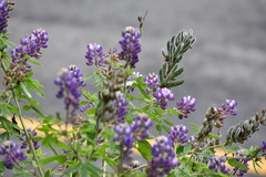 Lupinus hintonii
