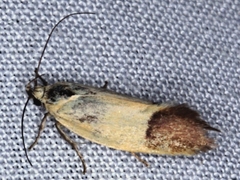 Echinocosma catachrysa