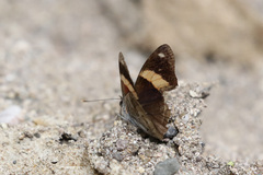 Diaethria pandama