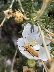 Chauliognathus discus