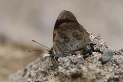 Diaethria pandama