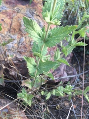 Brickellia wislizeni