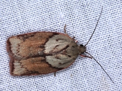 Euchaetis crypsichroa