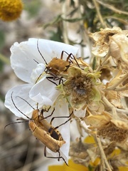 Chauliognathus discus