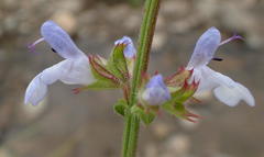 Salvia disermas