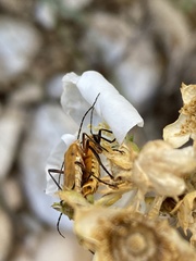 Chauliognathus discus