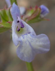 Salvia disermas
