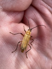 Chauliognathus discus
