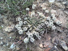 Euphorbia inermis