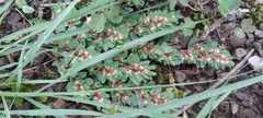 Euphorbia indivisa