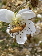 Chauliognathus discus