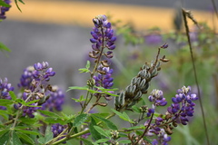 Lupinus hintonii