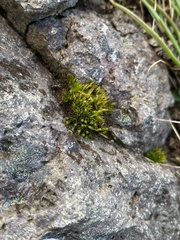 Schistidium maritimum