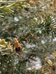 Chauliognathus discus