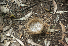 Manorina melanocephala