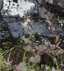 Eurybia chlorolepis