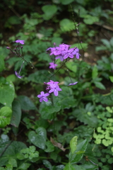 Pseuderanthemum alatum