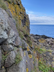 Schistidium maritimum